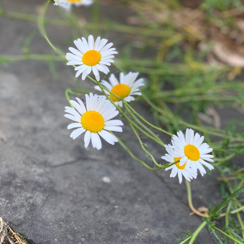 MAKE OFFERS/will accept or counter